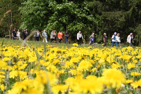 Foto Kräuterwanderung