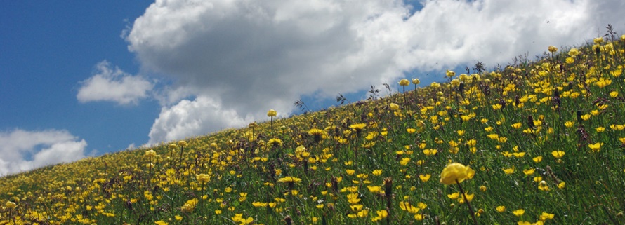 Kräutermanufaktur Erzgebirge_Wiese am Wald